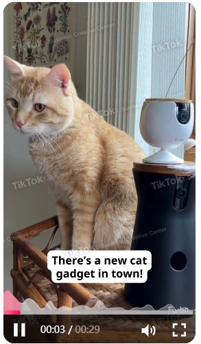 猫猫.jpg